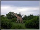 foto Parco nazionale del Chobe